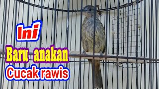 suara cucak rawis anakan.