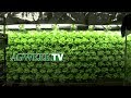 Lettuce Abound: Minnesota farm grows crop aeroponically