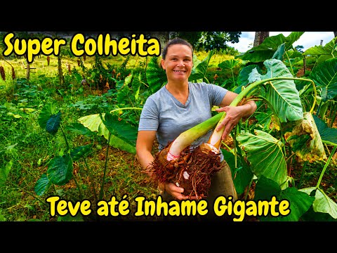 Ja começamos a colheita da seca!! Nasceu + bezerros ☺️