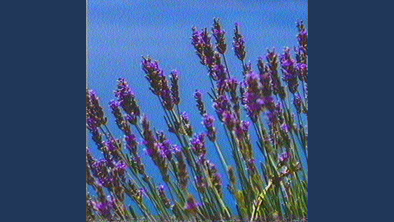 Lavender adlı videoyu YouTube'da izle Lavender adlı videoyu YouTube'da izle