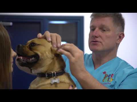 Video: Ērces Un ērču Kontrole Suņiem