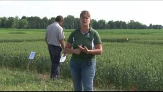 Weed Control Research for Wheat