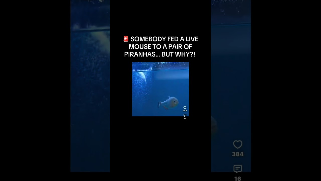 🚨 SOMEBODY FED A LIVE MOUSE TO A PAIR OF PIRANHAS… BUT WHY?!