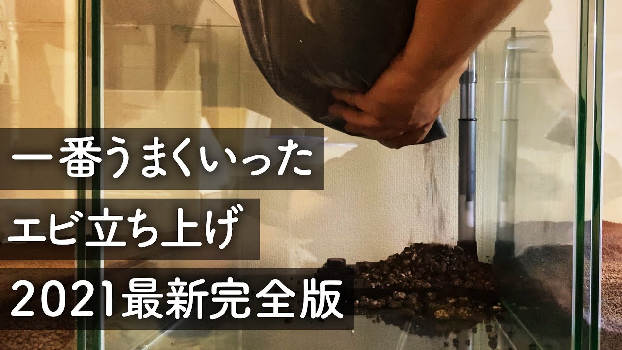 【ビーシュリンプ】試行錯誤の末、1番うまくいってるエビ立ち上げ 2021最新版