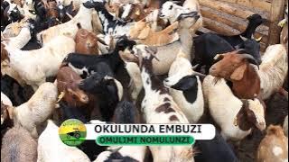 Okulunda embuzi part two