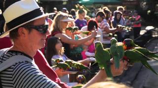 Kids View: Currumbin Wildlife Sanctuary (insider Tips from Local Kids)