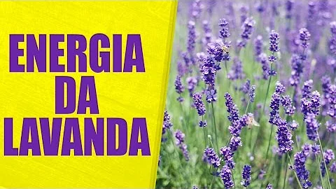 Para que serve o perfume de lavanda?