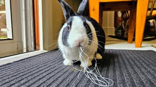 Rabbit tapeworm