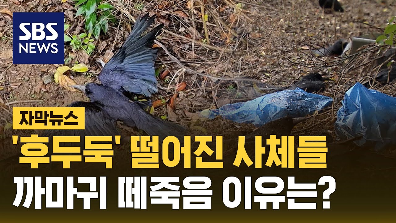'후두둑' 떨어져 살려고 안간힘…까마귀 떼죽음 이유는? (자막뉴스) / SBS