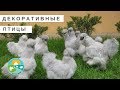 Эко-ферма Москва. Декоративные птицы.