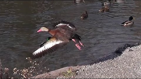 Black-Bellied Whistling Duck In Flight HQ HD
