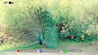 Peacock Mating - Peacock Mating Season - Peacock Video - Birds Video