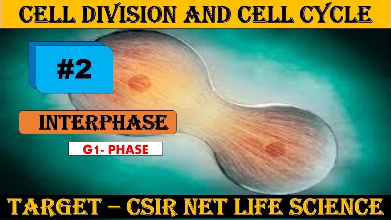 Cell cycle - Interphase