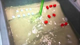 Ice Induced Lacustrine Coastal Erosion - Test 2 Ice Cubes