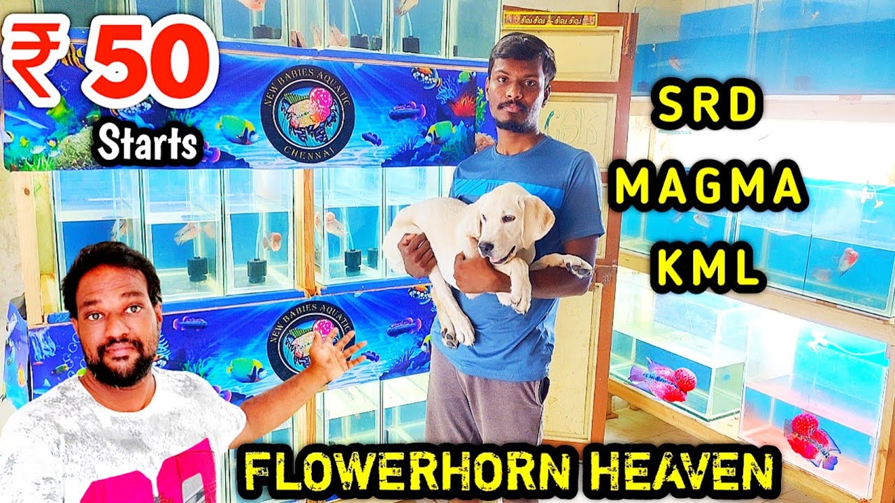 Flowerhorn fish for sales | Imported Thailand Flower horn | SRD | MAGMA | KML | Delivery Available