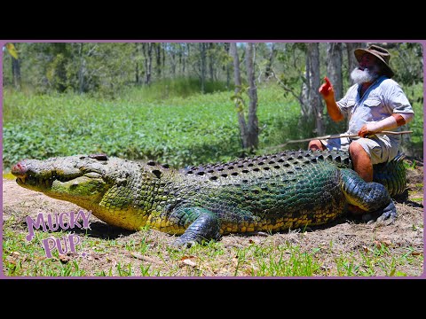 Aussie Crocodile Hunter Collects Croc Eggs 🥚 | Deadliest Pests Down Under 🦘 documentary thumbnail