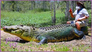 Aussie Crocodile Hunter Collects Croc Eggs 🥚 | Deadliest Pests Down Under 🦘