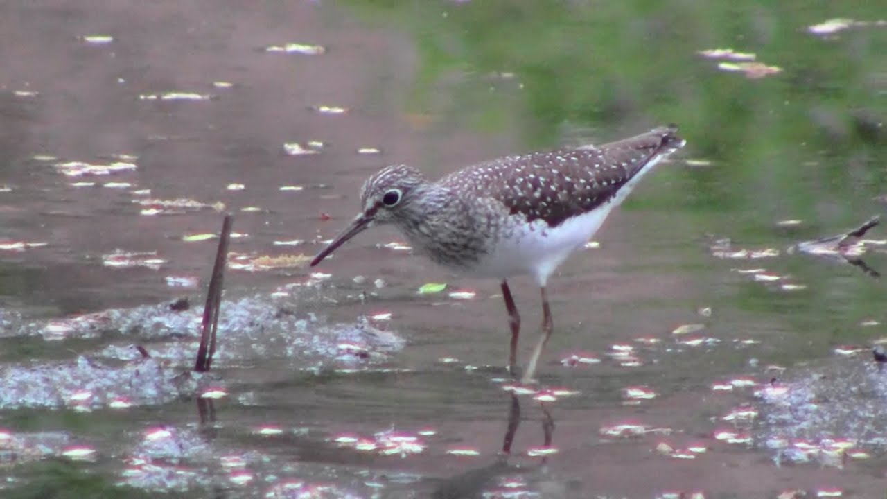 Solitary Sandpiper 