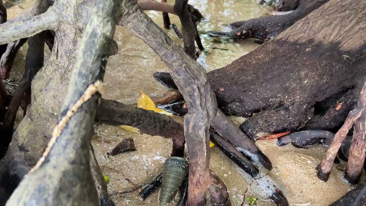 Mangrove Forest Soft Ambience | No Talking ASMR