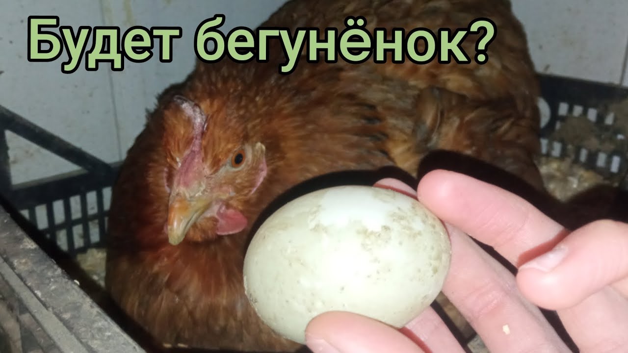 Индийские бегунки снесли первое яйцо, и я отдал его курице😮