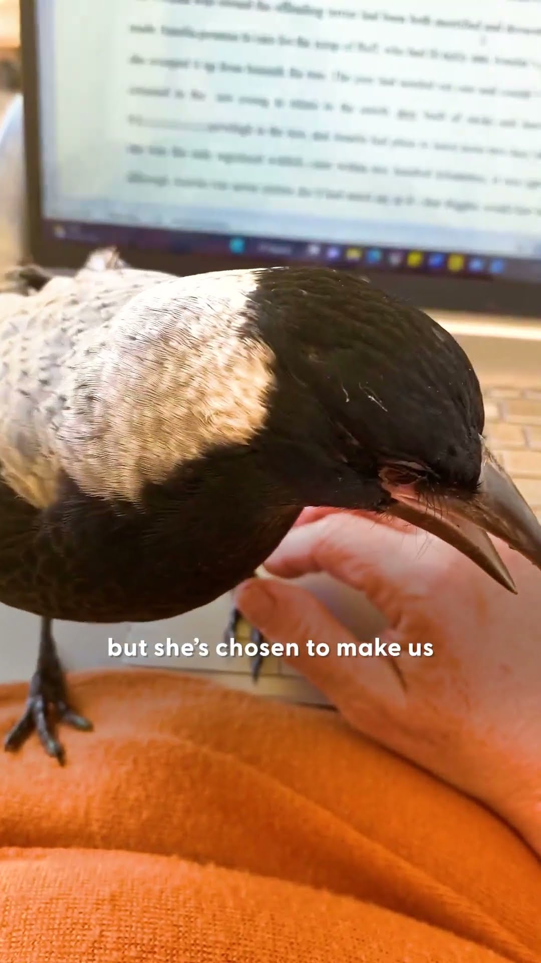 Wild Bird Visits Woman Everyday To 'Help' Her Write Books | The Dodo