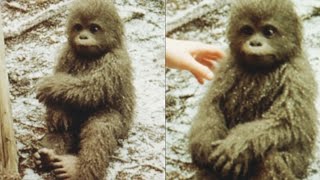 Orphan Baby Bigfoot Knocked on Her Door Every Night, Then The Amazing Happened – Sasquatch Story