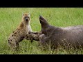 Luckiest Hyena Ever Find a Dead Hippo