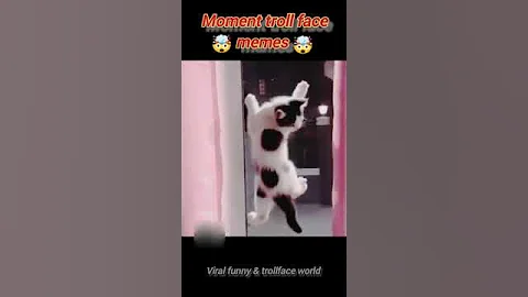 Moment Cute Cats. #shorts #trollface #troll #edit #trending #sigma #cat #catlover #catshorts #cats