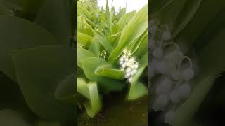 Аромат нежности. Весенняя зелень. Поэзия мысли. Наталья Гришаева. кол-в Саяногорска.МирУниверсологии