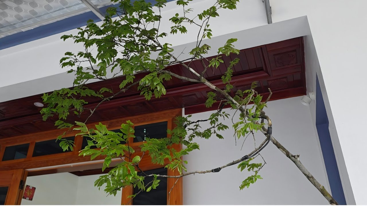 MUỘI HỒNG THANH HÓA DÁNG BÀN TRÀ SIÊU VÍP - 0382 035 821