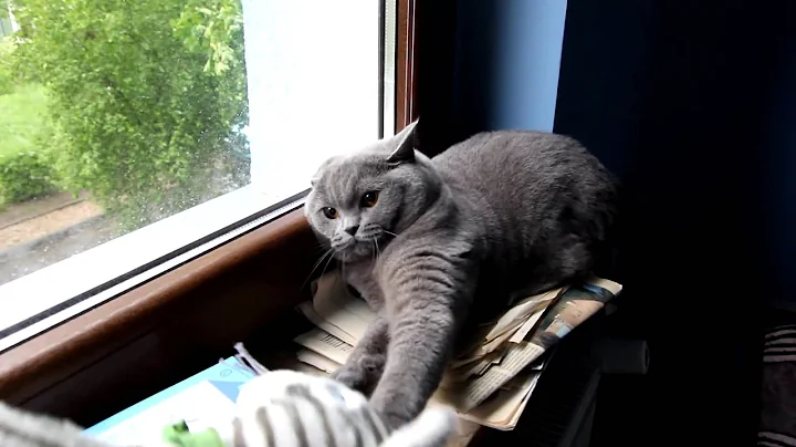 Watch the video about British shorthair cats is angry
