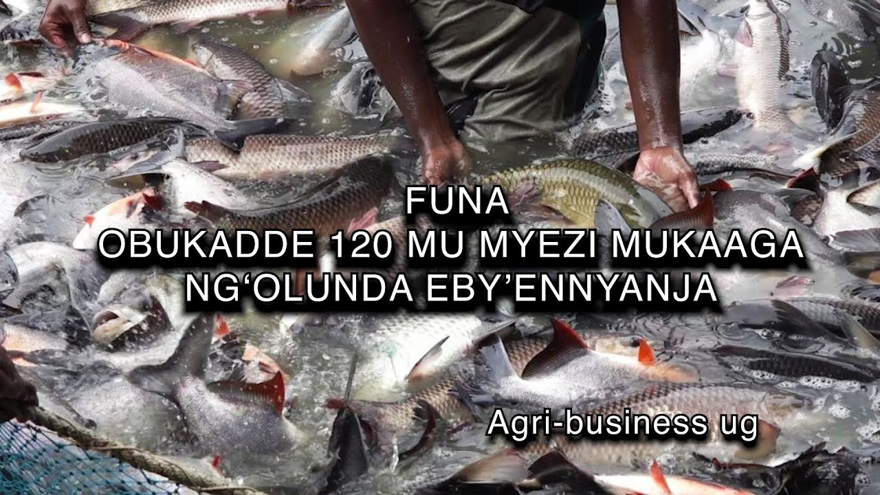 FUNA OBUKADDE 120 MU MYEZI MUKAAGA NG'OLUNDA EBY'ENNYANJA