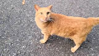 ナデナデすると喜んで必死に頭をスリスリしてくる野良猫