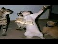 Top 5 Animal