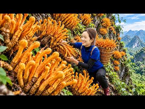 Harvesting Giant Golden Cordyceps on a Dangerous Cliff Goes to market sell | Rare Mountain Treasure!