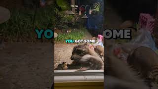 Raccoon steals nuts