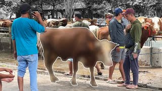 COD SAPI !! PAKE KAMERA TERSEMBUNYI GAES