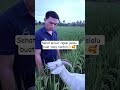sehat dan lancar rejeki buat yg nonton 🫵🏻🥰 #moodbooster #hiburan #kambingmurah #goatfarming