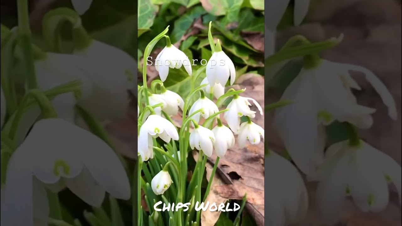 Snowdrops 