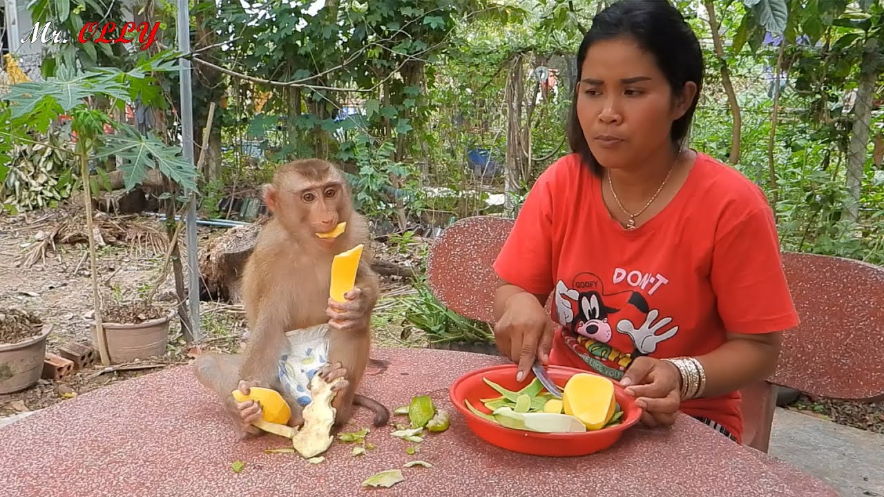 Greedy Kako Eating Sweet Mango Fruits