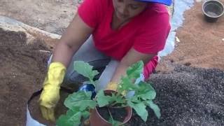 Gerbera planting with Kelani Komposta by Maheshika - Sri Lanka