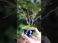 春の芽吹き、モミジの株立ち湯吞みミニ盆栽 #bonsai #盆栽