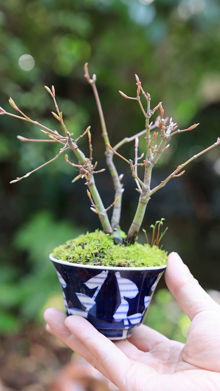 AS Channel -Bonsai,Mountain,Camera- tree for beginners - YouTube