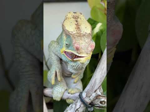 Blue, the Parson’s Chameleon takes a shot