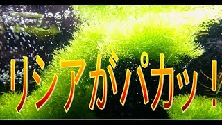 水草【育つの早すぎ】