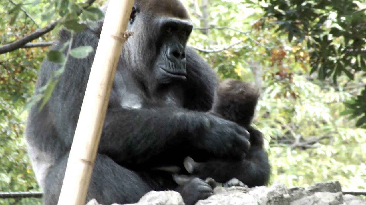 kawaii emoticons #01 Baby gorilla (five months old) and mom.ゴリラの母子。（生後五ヶ月）。