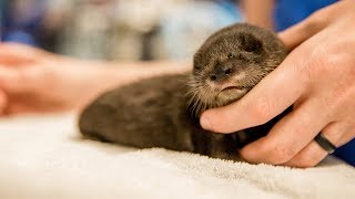 Petunia the Rescued Baby Otter Kit
