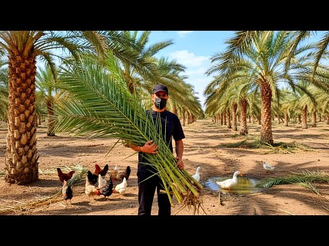 تنظيف المزرعة بين النخيل جهد يومي يصنع موسم ا ناجح ا