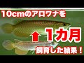 【成長記録】国産過背金龍を1ヶ月育ててみた結果！#アロワナ #アクアリウム #大型魚
