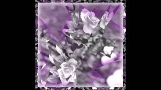 Year of the Vulture - A Violent Love